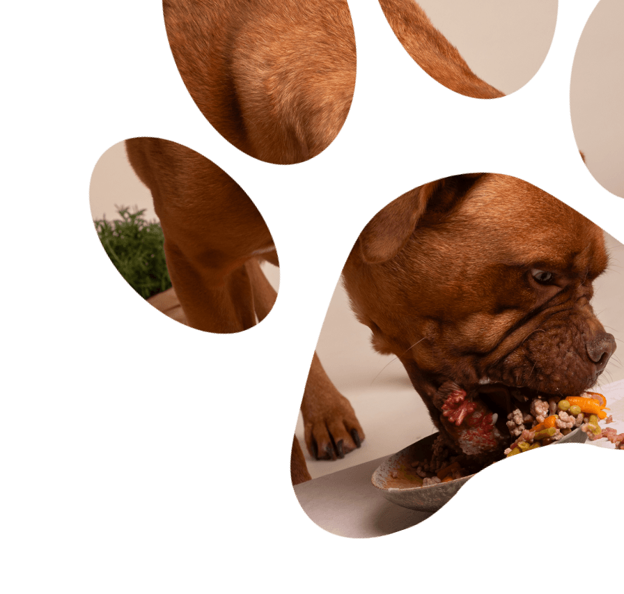 Dog eating healthy food from a bowl